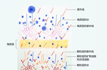 皮肤表皮层之——透明层、颗粒层
