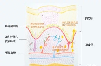 皮肤结构表皮层之——角质层篇